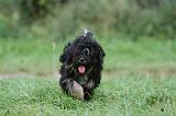 TERRIER DU TIBET 287